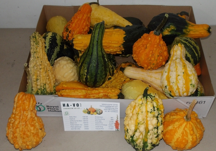 <h4>CUCURBITA MAYA MIX</h4>