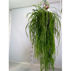 Lepismium bolivianum