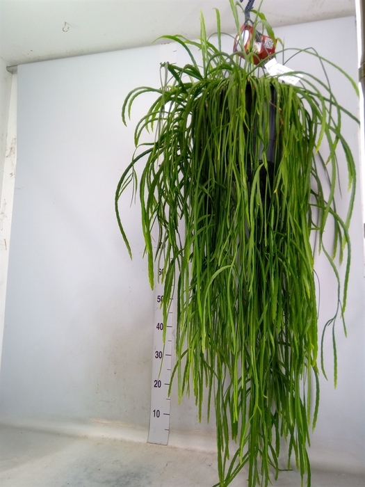 <h4>Lepismium bolivianum</h4>