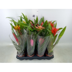 Bromelia   ...mix