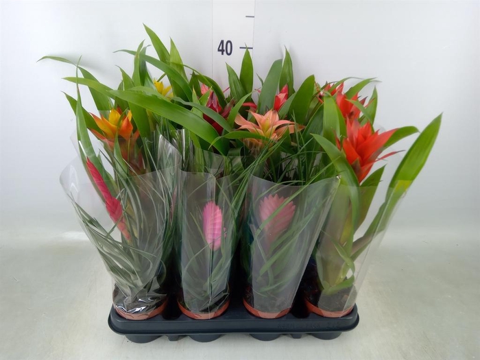 <h4>Bromelia ...mix</h4>