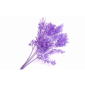 Ruscus Preserved Lilac