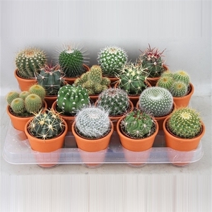 56 Bollen in rozenpot cactus 6,5 cm