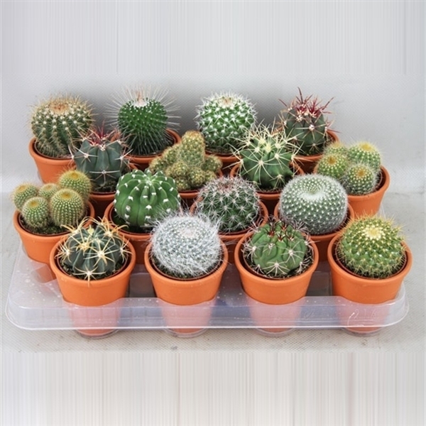 <h4>56 Bollen in rozenpot cactus 6,5 cm</h4>