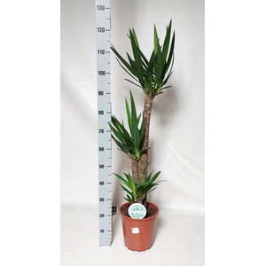 YUCCA