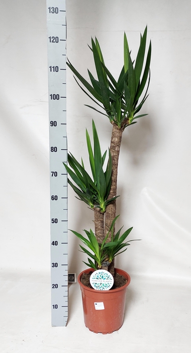 <h4>YUCCA</h4>