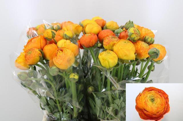 <h4>RAN AAZUR ORANGE</h4>