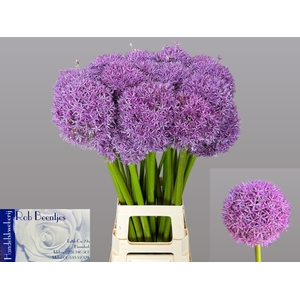 ALLIUM GLOBEMASTER