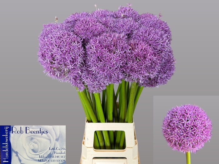 <h4>ALLIUM GLOBEMASTER</h4>