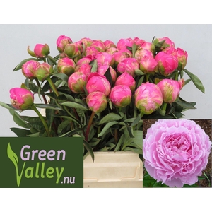 Paeonia Jacorma