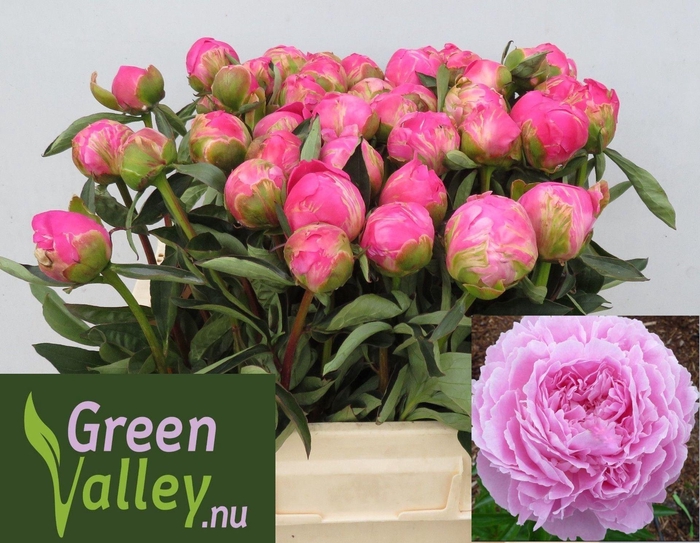 <h4>Paeonia Jacorma</h4>