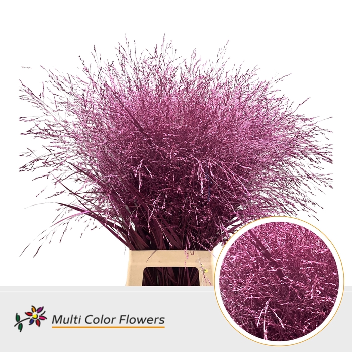 <h4>Panicum Erica Metallic</h4>