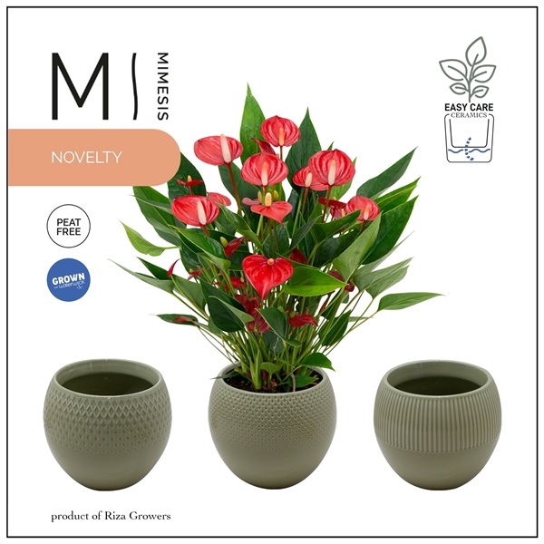 <h4>Mimesis Anthurium KARMA Million - Bolivia Green</h4>