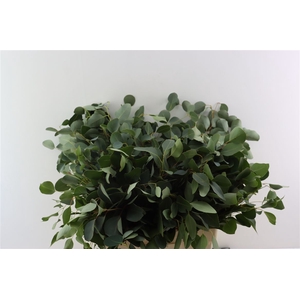 Euca Populus P Stem 55 Cm S A
