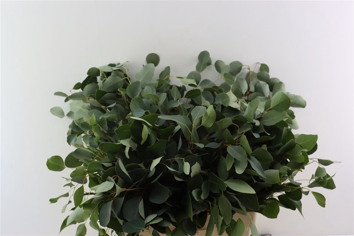 <h4>Euca Populus P Stem 55 Cm S A</h4>