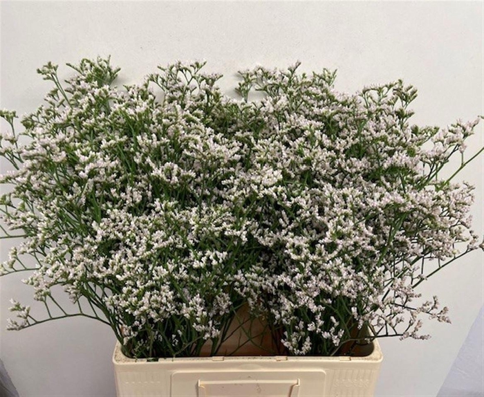 <h4>LIM WHITE NETO</h4>