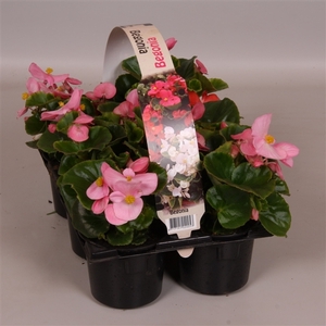 Begonia Semp groenbladig roze 6p