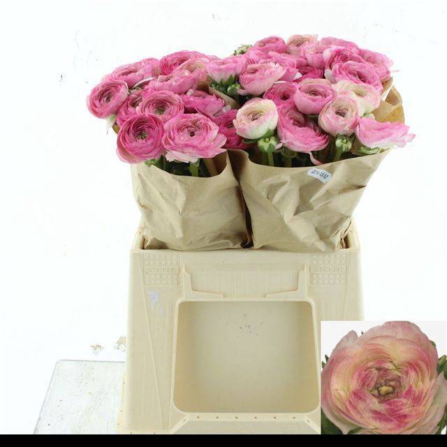 <h4>RAN SU FELICIDADE</h4>