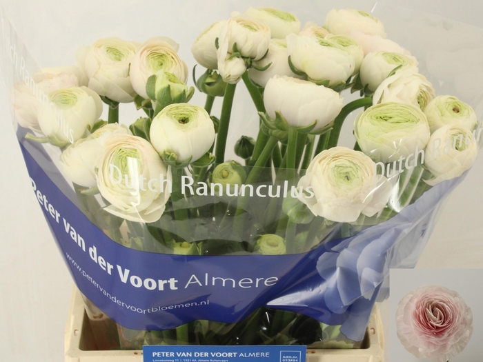 <h4>RAN SU HANOI</h4>