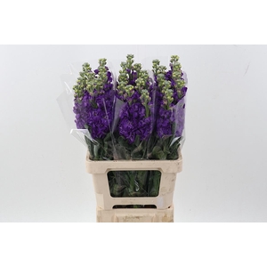 Matth Phantom Purple