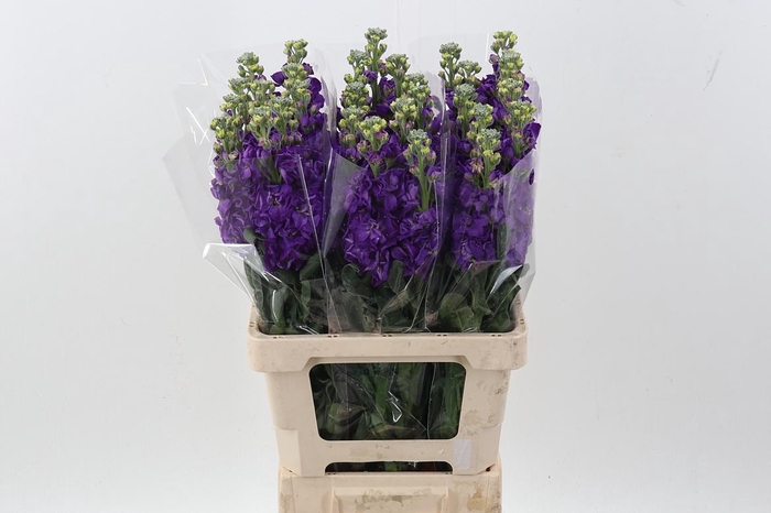 <h4>Matth Phantom Purple</h4>