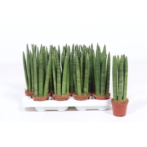 Sansevieria Cylindrica