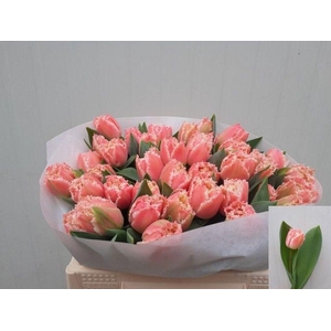 Tulipa fr queensland