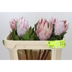 Protea Cynaroides