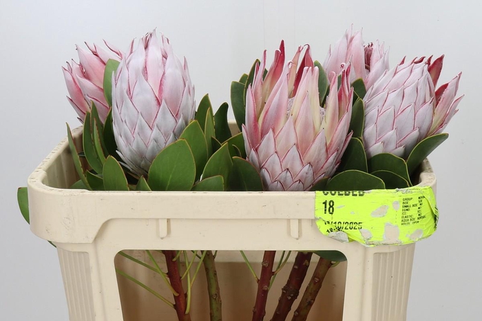 <h4>Protea Cynaroides</h4>