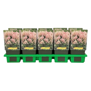 Astilbe Peach Blossom