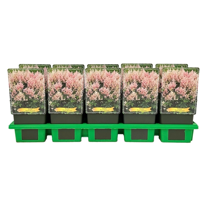 <h4>Astilbe Peach Blossom</h4>