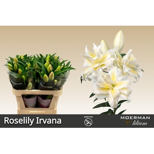 LI OR DU RL IRVANA