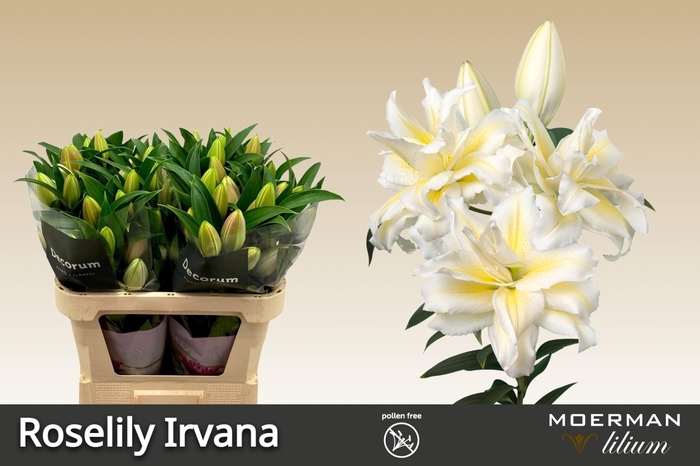 <h4>LI OR DU RL IRVANA</h4>