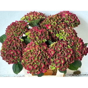 Hydr M Mag Amethy Cl