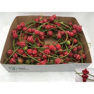 Sier Diplocyclos Red P Box