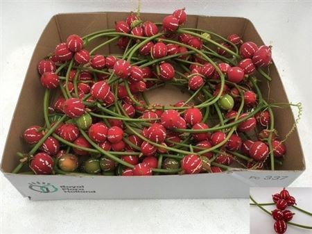 <h4>Diplocyclos Palmatus Red</h4>