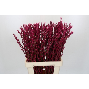 Salix Caprea Snow Flake P. Cerise