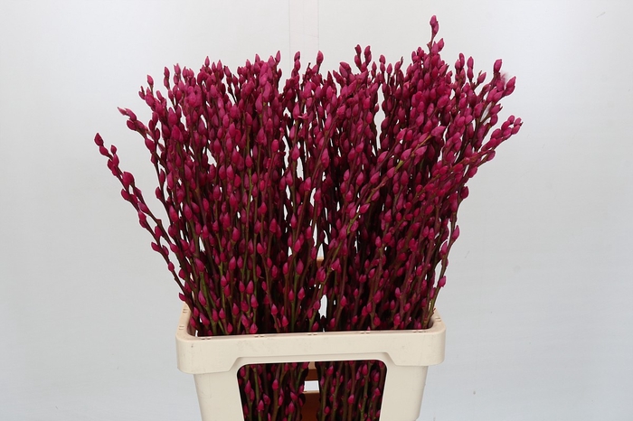 <h4>Salix Caprea Snow Flake P. Cerise</h4>