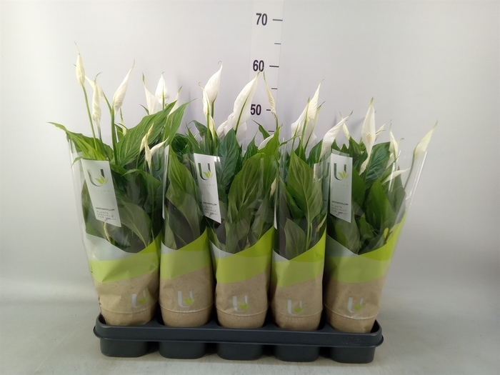 <h4>Spathiphyllum  'Torelli'</h4>