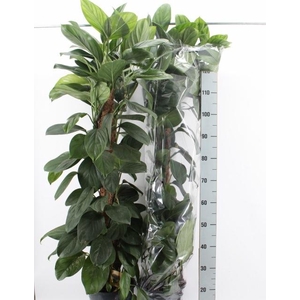 MONSTERA OV