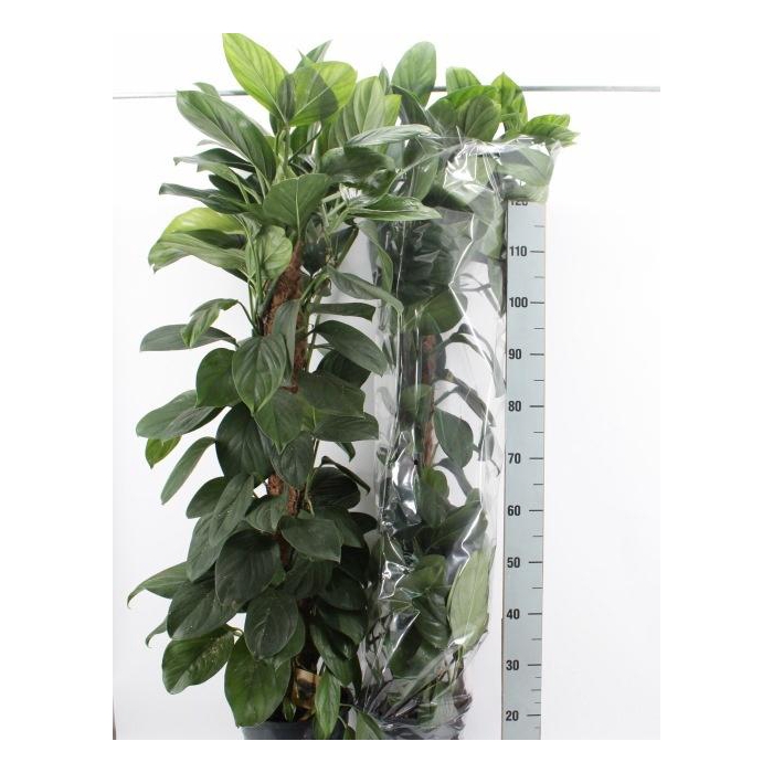 <h4>MONSTERA OV</h4>