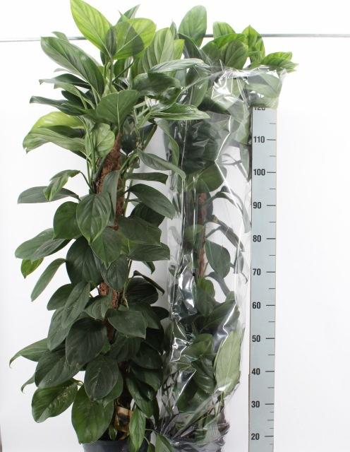 MONSTERA OV
