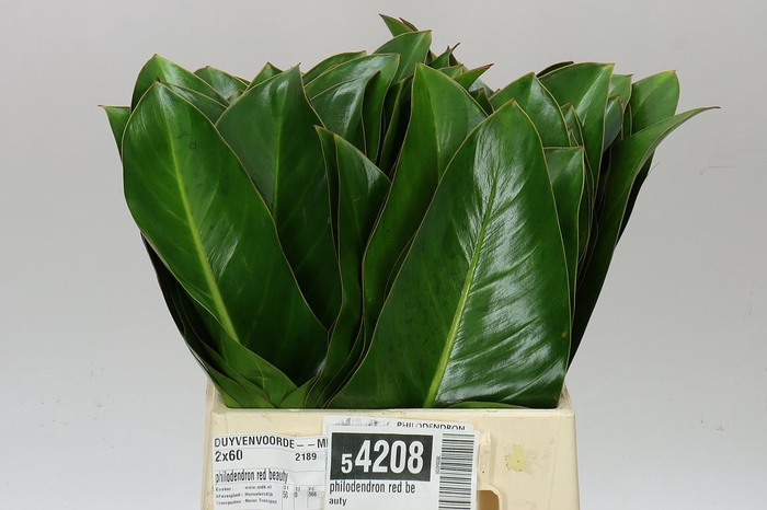 <h4>Philodendron Red Beauty</h4>