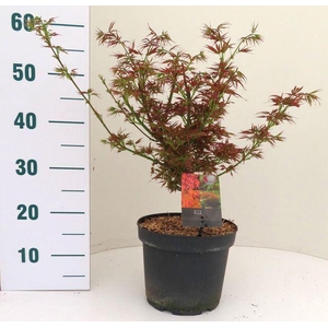 Acer palmatum 'Jerre Schwartz'