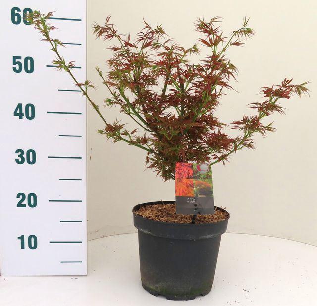 <h4>Acer palmatum 'Jerre Schwartz'</h4>