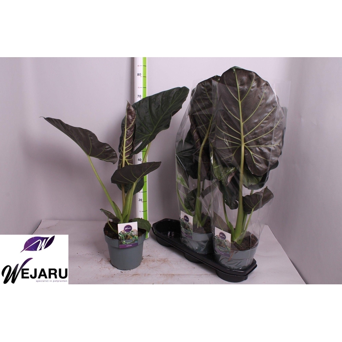 <h4>Alocasia Regal Shields 19Ø 65cm 1pp</h4>