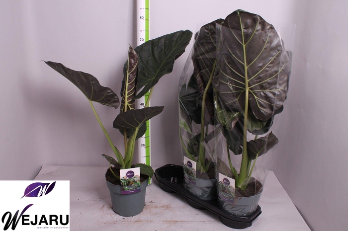 Alocasia Regal Shields 19Ø 65cm 1pp