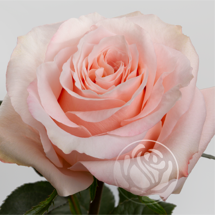 <h4>R GR SHIMMER Welyflor</h4>