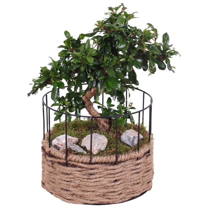 <h4>Bonsai Indoor Ø20cm S-Shape in Frame Rope Pot Round Ø21cm</h4>