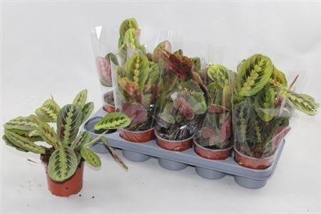 <h4>Maranta Fascinator</h4>